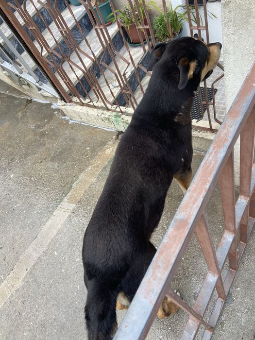 Tenho este cao para odoçao