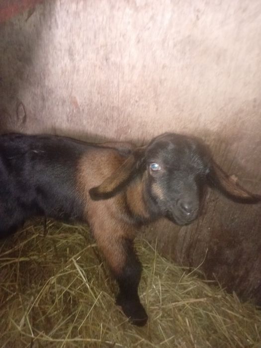 Ан/Нубійські козлики.