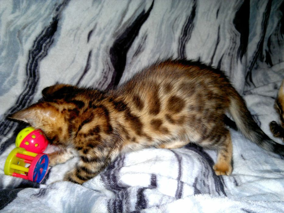 Яскравий бенгальчик BENn24.  Лагідний і няшний хлопчинка