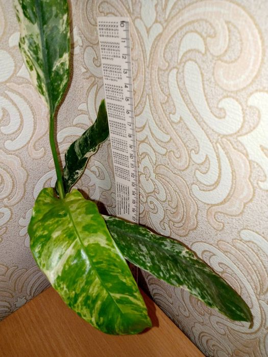 Raphidophora puberula