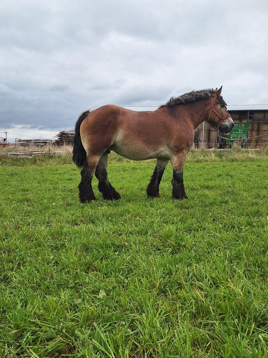 Nuta Klacz  Zimnokrwista