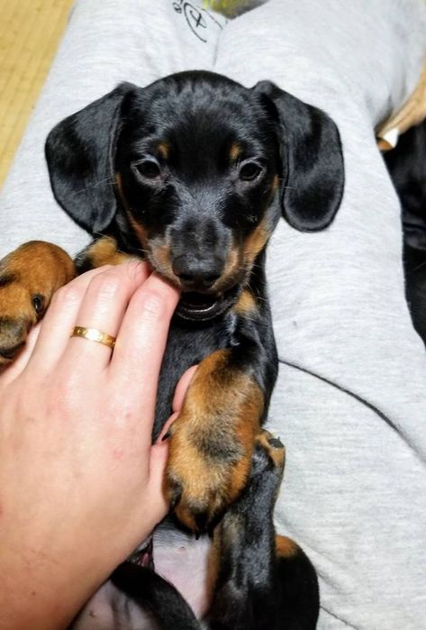 Маленькі естети великого стилю — цуценята чорної такси з підпалом