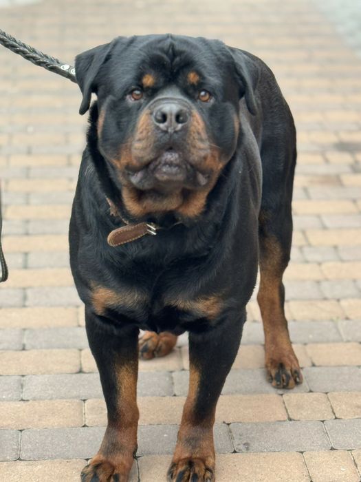 Бронювання малюків відкрито!