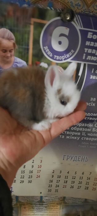 Хлопчики, маленькі пухнастикі, карликові кролики