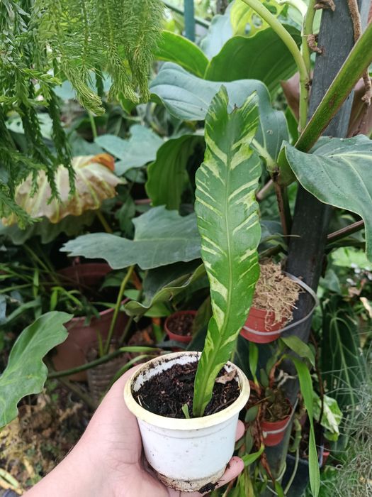 Папороть поліподіум polypodium variegata