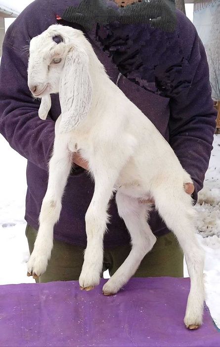 Продається каморі-нубійська козичка.