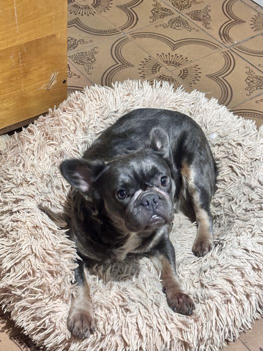 Дівчинка флаффі