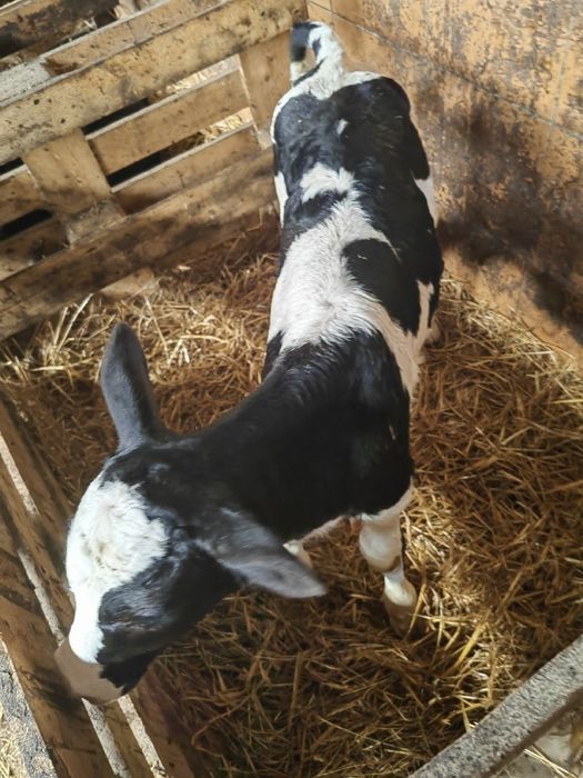 Cielaki z Polskich gospodarstw