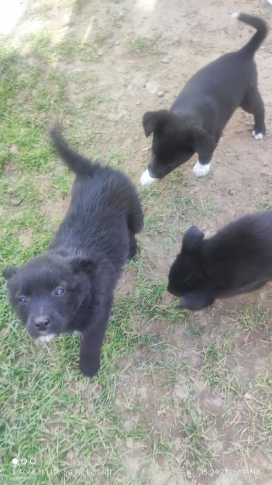 Віддам в добрі руки щенят ( Сторожинець )