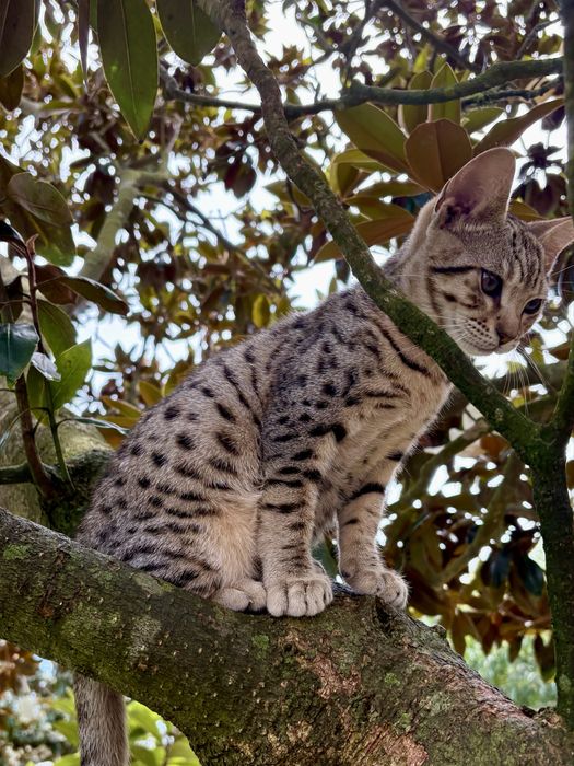 Gato de raça Savannah