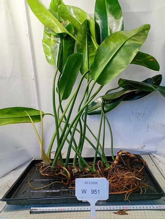 Philodendron martianum W951