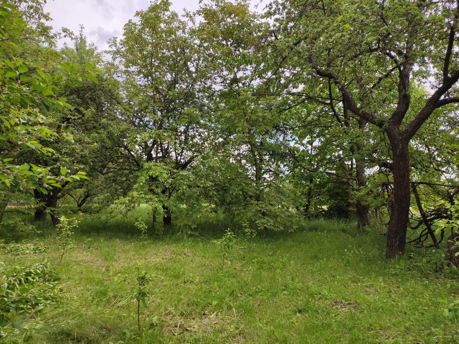 Будинок хата в с.Куражин, біля Дністра,велика земельна ділянка
