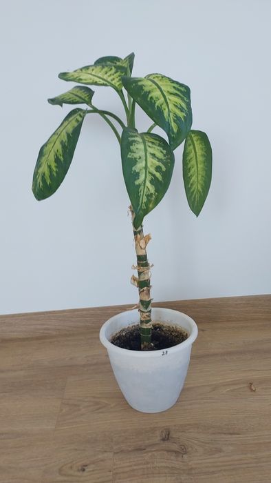 Дефінбахія прекрасна