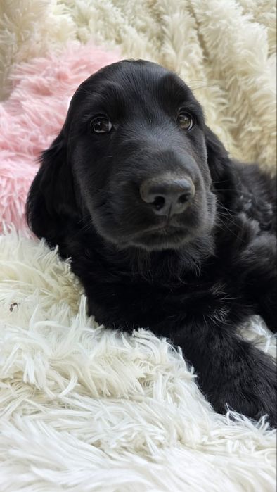 Cocker spaniel angielski chlopiec piesek o cudownym charakterze