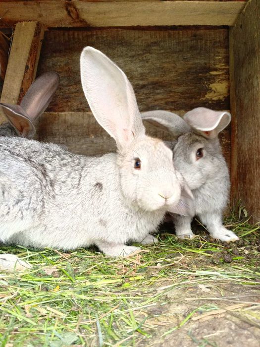 Кролі білий велетень