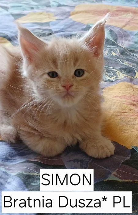 Maine Coon kremowy kocurek