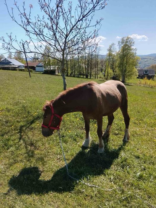 Продається кобила
