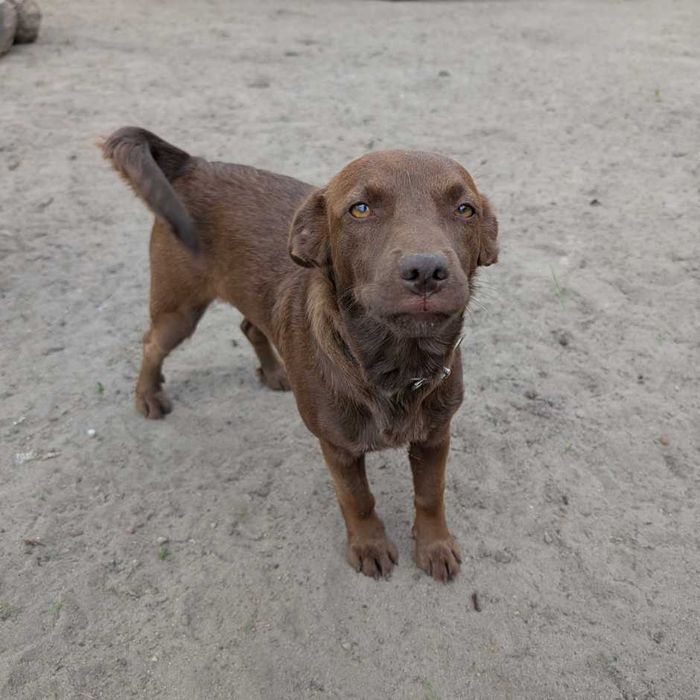 Czekoladowa Mimi  -  prawie roczna sunia czeka na swój dom
