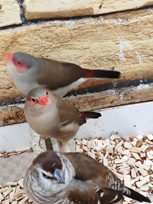 Astryld Czarnorzytny Astryldy