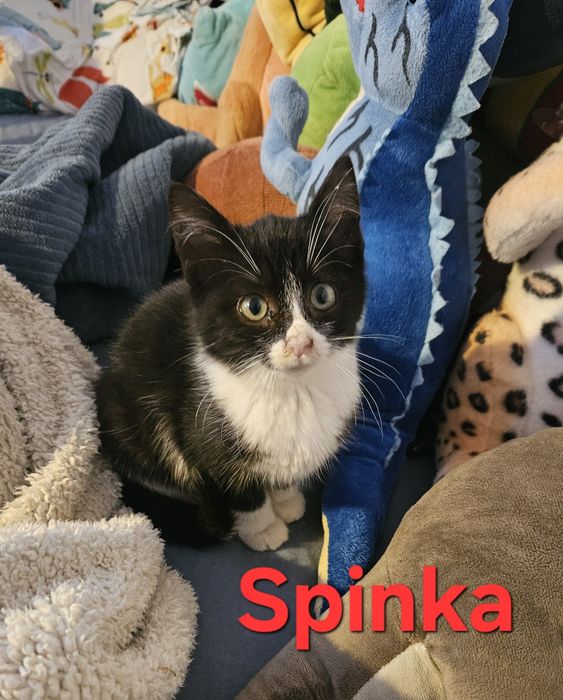 Spinka i Guzik szukają rodziny