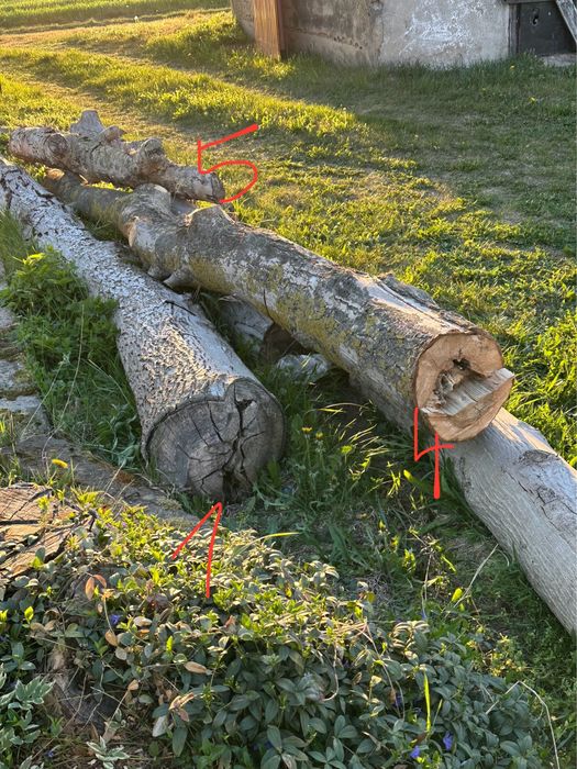 Orzech włoski pień