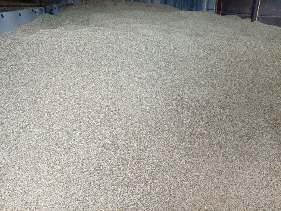 Продам ячмень 2025.