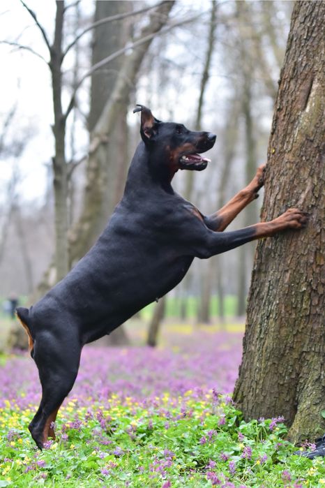 Преміум добермани дніпро