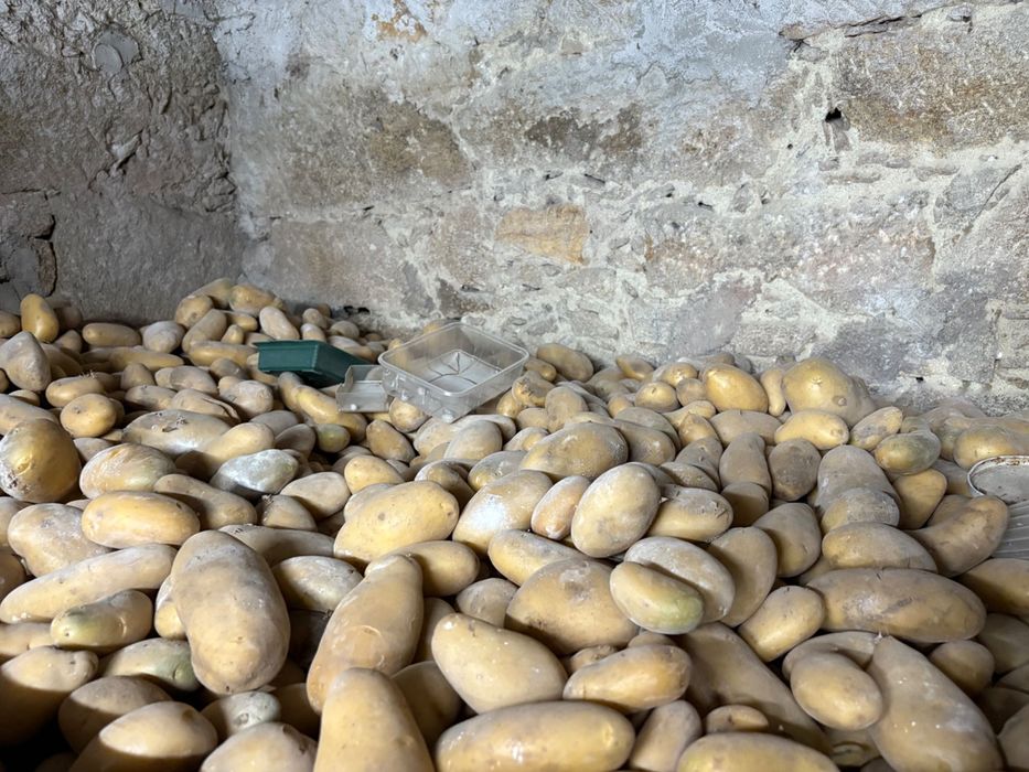 Vendo Batatas novas