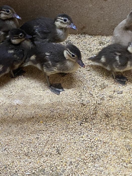 Patos mandarim e carolinos adutos.