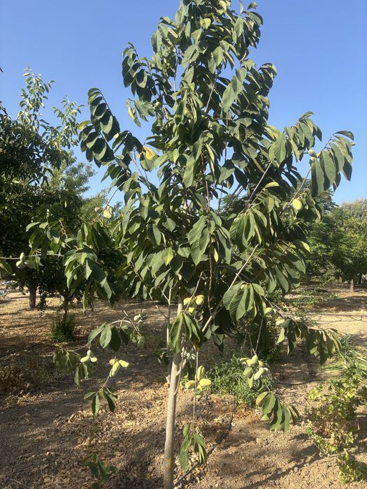 PawPaw saqueta com 10 sementes. O preço inclui portes CTT.