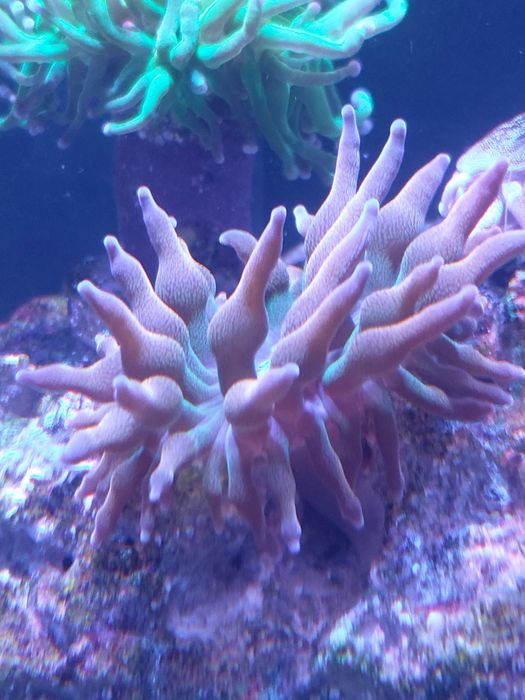 Ukwiał Quadricolor Rainbow - Zamienię. Akwarium morskie