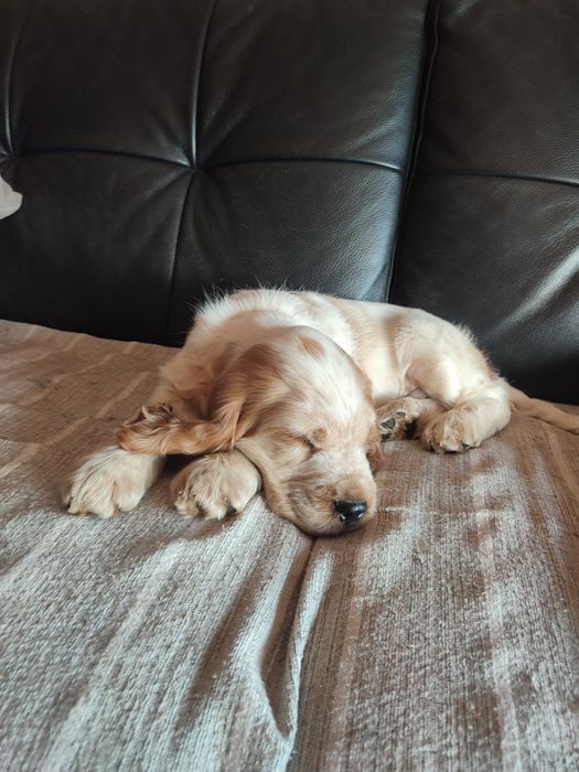 Cocker spaniel inglês