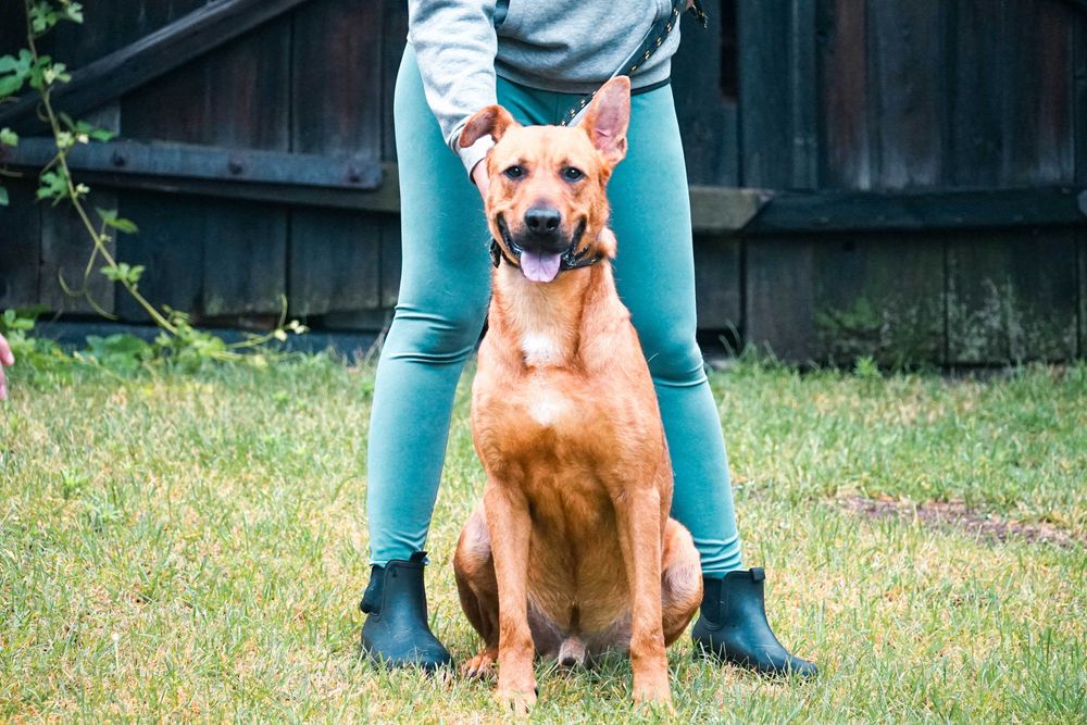 CYGAN - wesoły, młody , duży pies