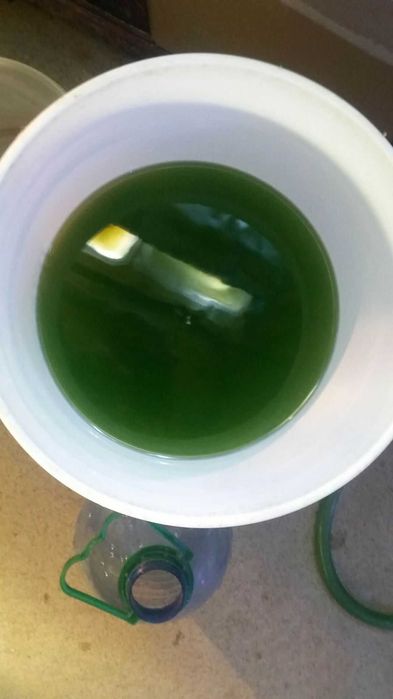Fitoplankton morski / Nannochloropsis - 1500 ml - akwarium morskie