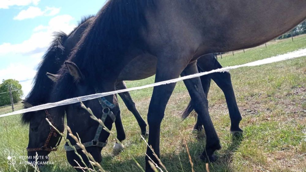 Sprzedam  klacz konika polskiego