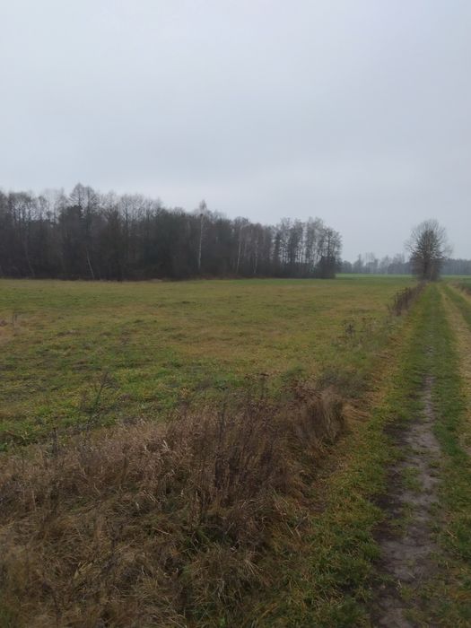 Ziemia rolna 3, 26 h z lasem. na Sprzedaż  105000tyś.  OKAZIA !!!