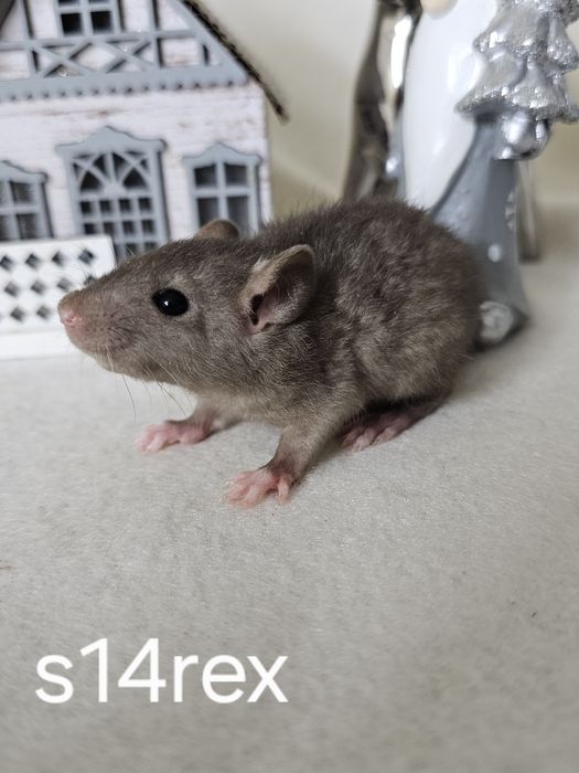 Szczurki szczurek szczury