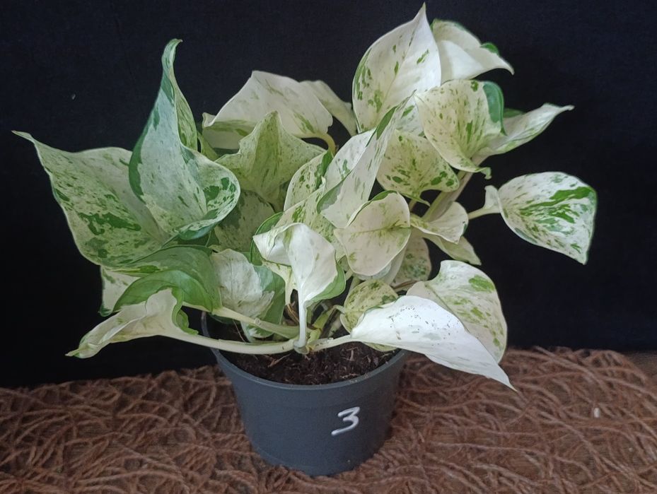 Епіпремнум Хеппі Ліф (Epipremnum aureum 'Happy Leaf'),Епіпремнум Хеппі Ліф (Epipremnum aureum 'Happy Leaf'),
