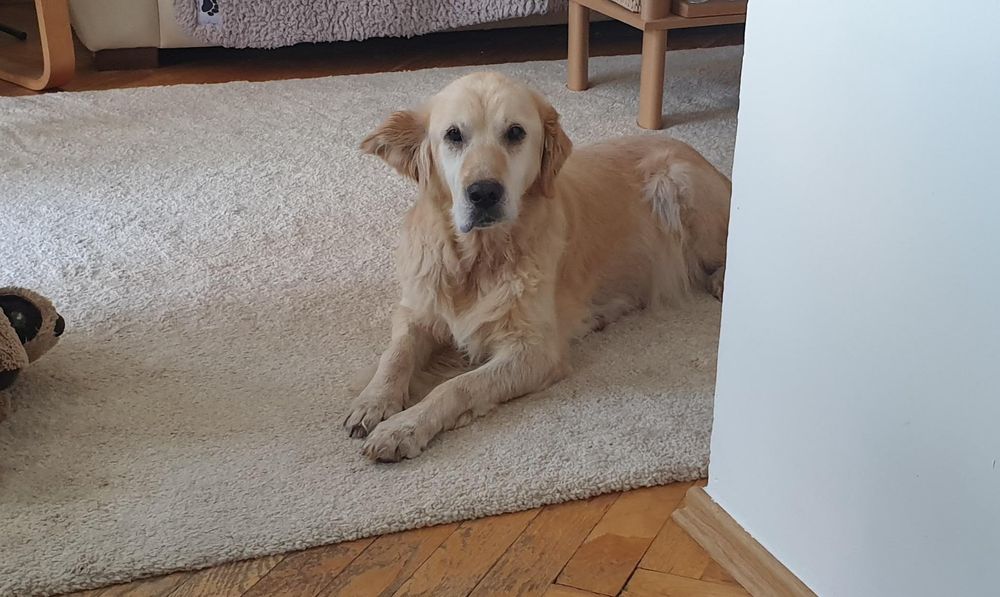 Frytka - golden retriever do adopcji