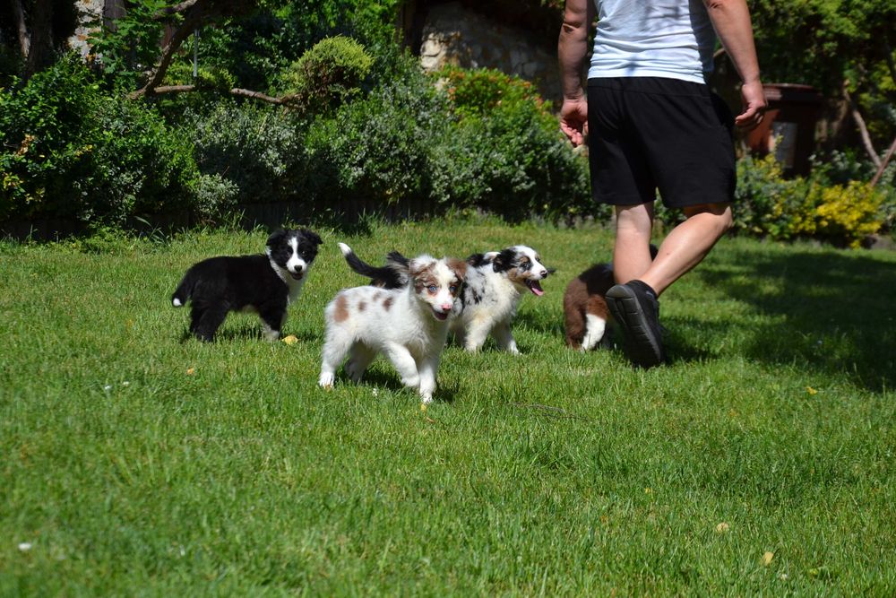 Border Collie piesek