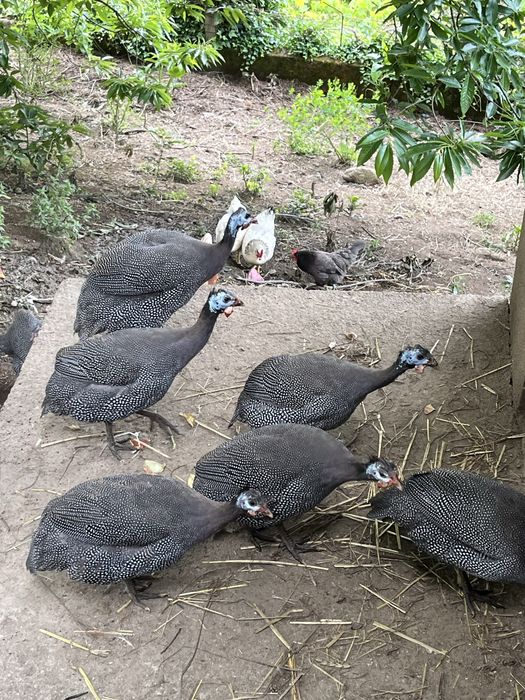 Galinha de Angola