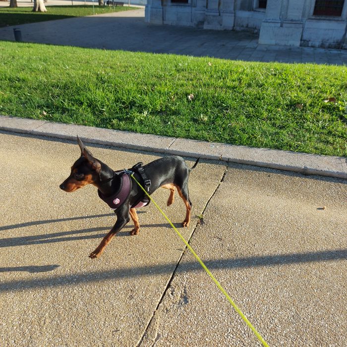 Pet-Sitting -  Vai-se ausentar podemos ficar com o seu patudo