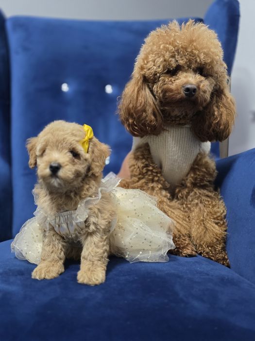 Maltipoo pełna uroku sunieczka red