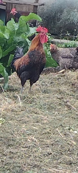 Kogut tegoroczny