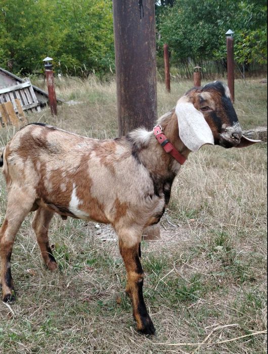 100 %  Цап Англонубієць