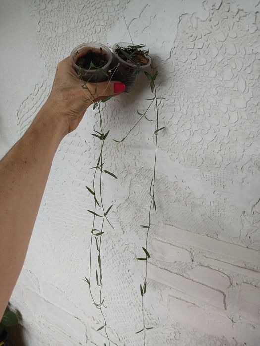 Церопегія Вуда 6видів, Пеперомія Роулі