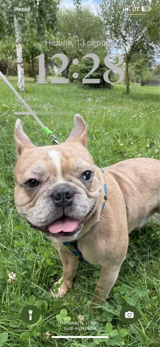 Французький красень шукає наречену