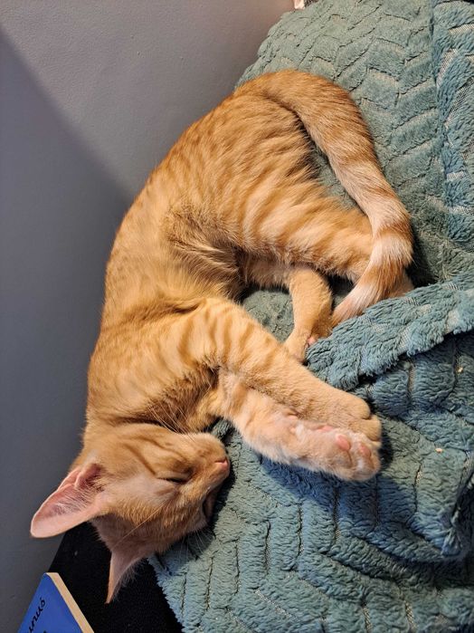 Młoda kotka do adopcji