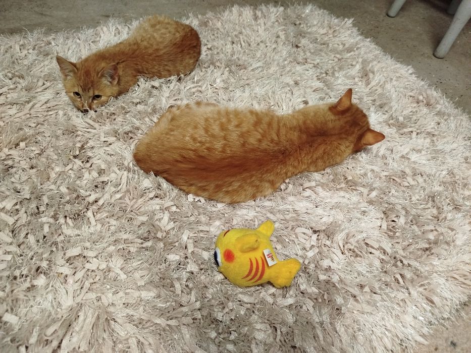 Nachos i Cheetos do adopcji