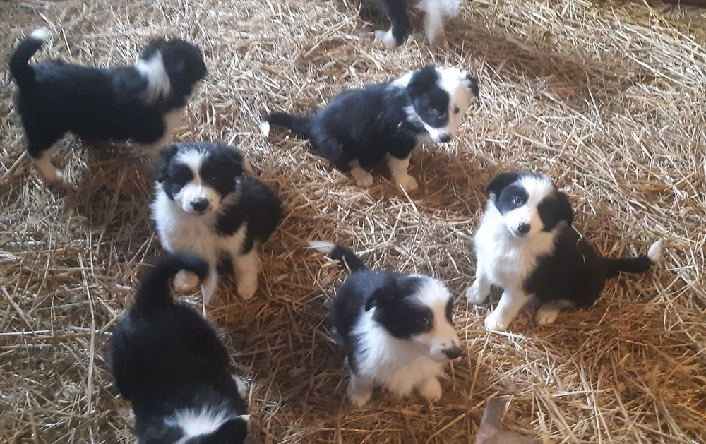 Border collie samiczka 8,5 tygodniowa z rodowodem.